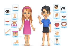 Fiche exercice corps humain pour enfant en maternelle